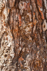 pine bark texture closeup