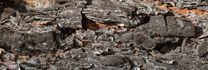 pine bark texture closeup