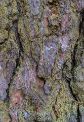 pine bark texture closeup