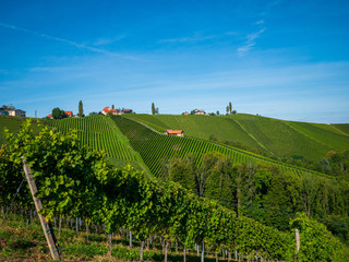 Fototapeta premium Weinberge in der Südsteiermark im Spätsommer
