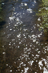 Acqua di ruscello con pietre bianche