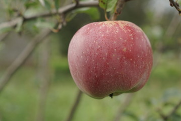 Natural Red Apple On The Branch