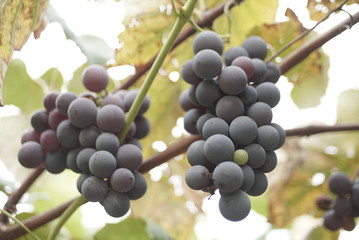 close up of blue Vine of grapes 