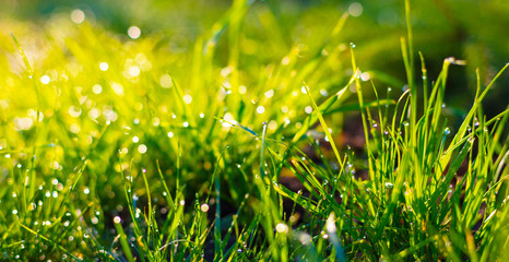 grass with dew drops closeup