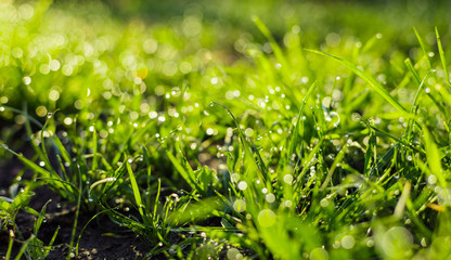 grass with dew drops closeup