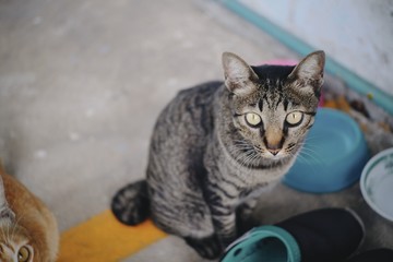 cat in front of the wall