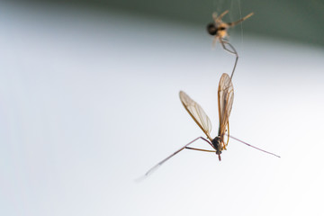 a spider has caught  a flying insect in its web and sucks it