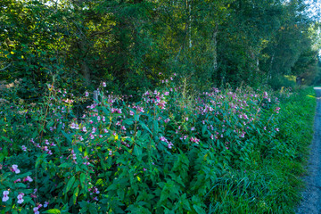 Fototapeta premium a walk through nature and the fields in the blue sky and bright sunshine