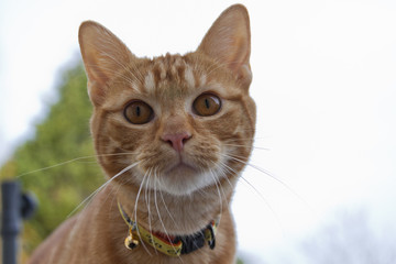 Chat roux