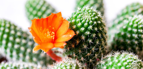 Blooming cactus in a pot, a home plant. Fashion trend in design. Macro shot on a white background.