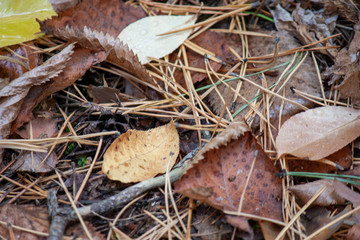 Background from colorful autumn leaves. Autumn background close-up.