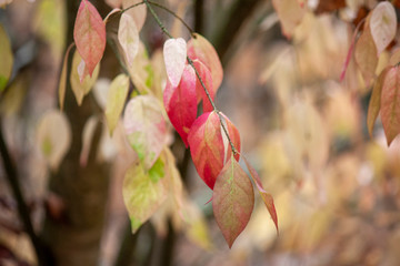Background from colorful autumn leaves. Autumn background close-up.