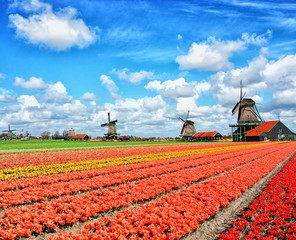 Fototapeta na wymiar Dutch windmill and colorful tulips flowers in Holland, Netherlands