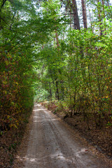 Fototapeta na wymiar Autumn background. Autumn forest. Autumn landscape Fall trees with colorful leaves.