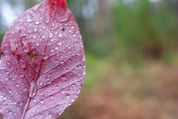 Red autumn leaf with drops of water close-up on a blurred forest background. Autumn background