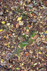 Forest texture of fallen autumn leaves. Colorful background from autumn leaves. Autumn background.