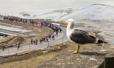 Goéland au Mont Saint Michel