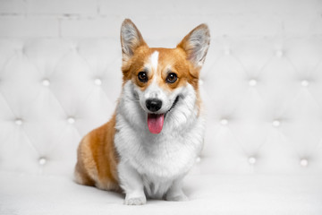 Close-up portrait of a cute corgi puppy with its tongue hanging out on a white background