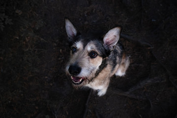 Little puppy looking up hopefully looking for a home