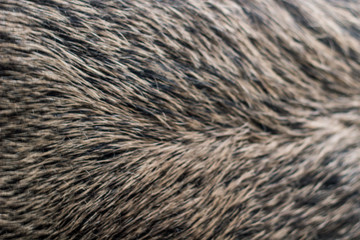texture of fur
