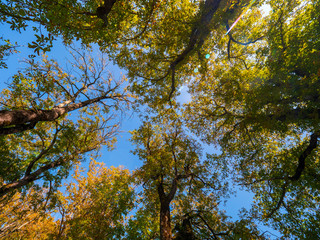 Obraz premium Blick nach oben im Herbstwald