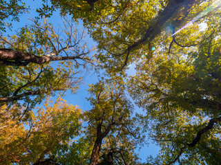 Blick nach oben im Herbstwald
