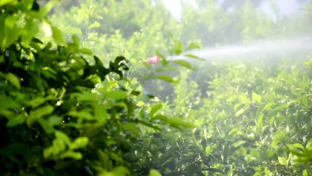 Worker fumigating plantation of lemon trees in Spain