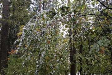Fototapeta premium Heavy with snow bent tree branches with yellow and green leaves in autumn forest in cloudy day