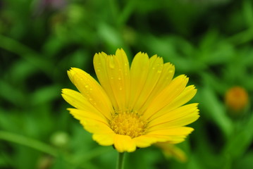 yellow flower on green background of grass