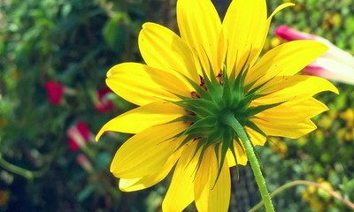 Beautiful wallpaper of  sunflower