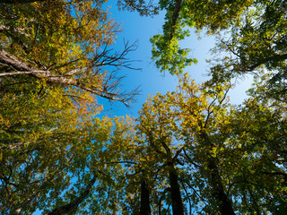 Blick nach oben im Herbstwald