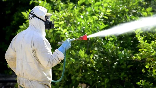 Worker in mask fumigating,  spraying toxic pesticides,  insecticide on fruit lemon growing plantation, Spain, 2019. 
