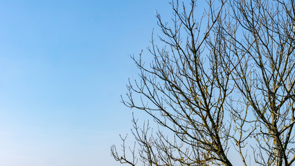 Bare tree branches against a beautiful blue sky on a warm spring morning. Taken at Derwent Reservoir in Consett, County Durham, England UK.