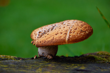 mushroom close up, one single isolated mushroom 
