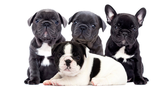 574,007 BEST Dog White Background IMAGES, STOCK PHOTOS & VECTORS ...