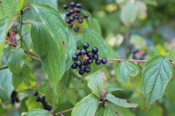 black fruits