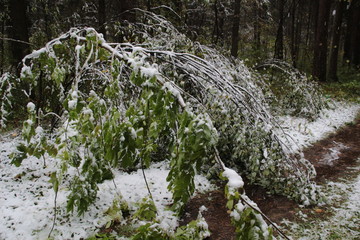 Heavy with snow bent tree branches with yellow and green leaves in autumn forest in cloudy day