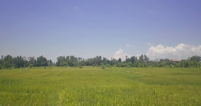 Aerial Drone View of Bali rice fields and patties in 4k on a bright sunny day in Indonesia. Views include Kerobokan, Ubud, Canggu, Seminyak and Tegalalang.