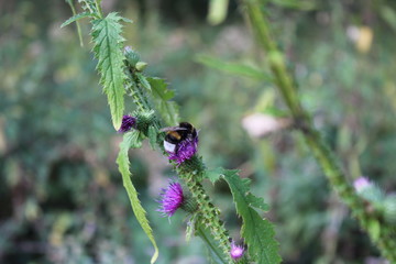 insect on flower