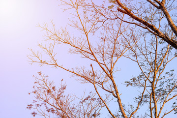 The tree with out leave in winter season