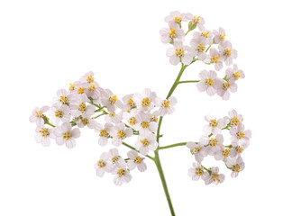 White yarrow