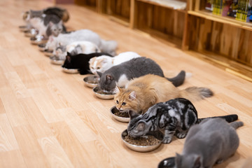 猫　みんなでお食事タイム