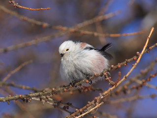 Bird Long-tailed tit or Long-tailed bushtit (Aegithalos caudatus) hen gathers food on larch branches