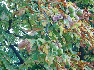 background of green leaves,nature, plant