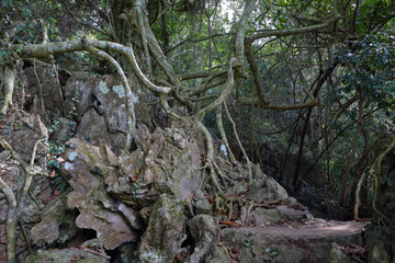 Rain Forest on the slopes of the mountains in the National Park on the Cat Ba Island, Vietnam