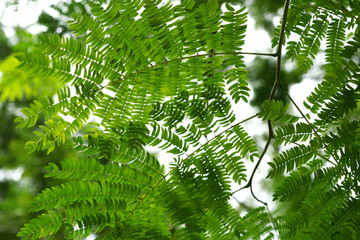 green leaves of tree