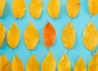 autumn leaves on a blue background, one leaf is different from the others - abstract vision be...