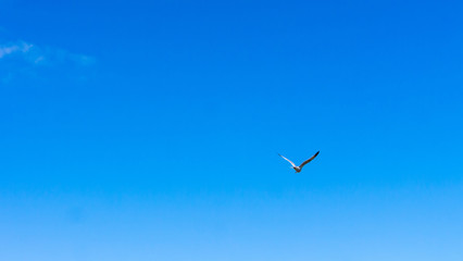 Seagull taking flight against a blue cloudless sky on a sunny day at Herrington Country Park in Sunderland England UK.