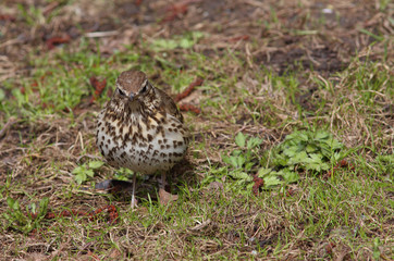 Song thrush (Turdus philomelos)  froze among the young green grass in spring