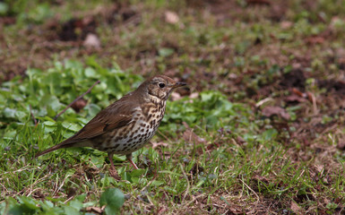 Song thrush (Turdus philomelos)  froze among the young green grass in spring